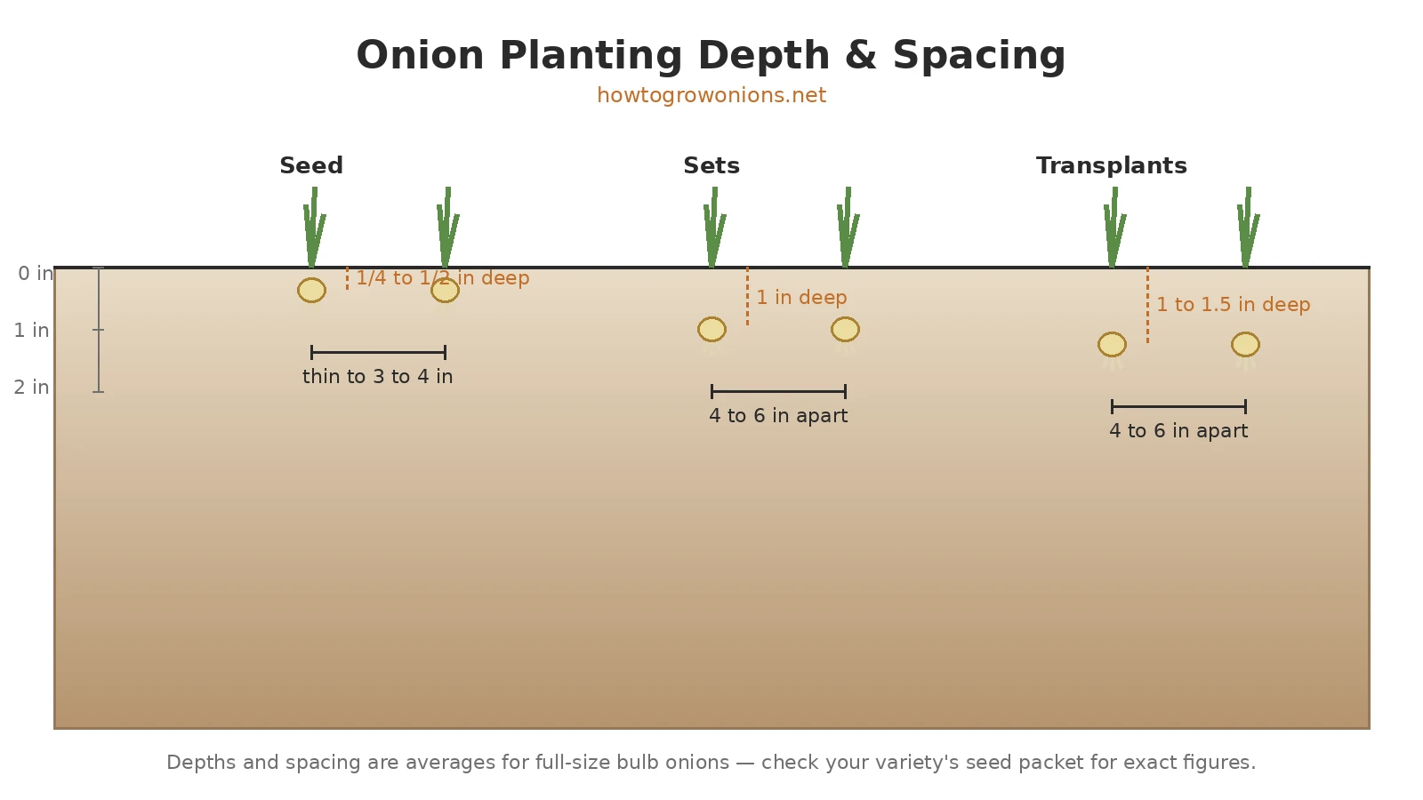 Diagram showing onion planting depth and spacing for seed, sets, and transplants